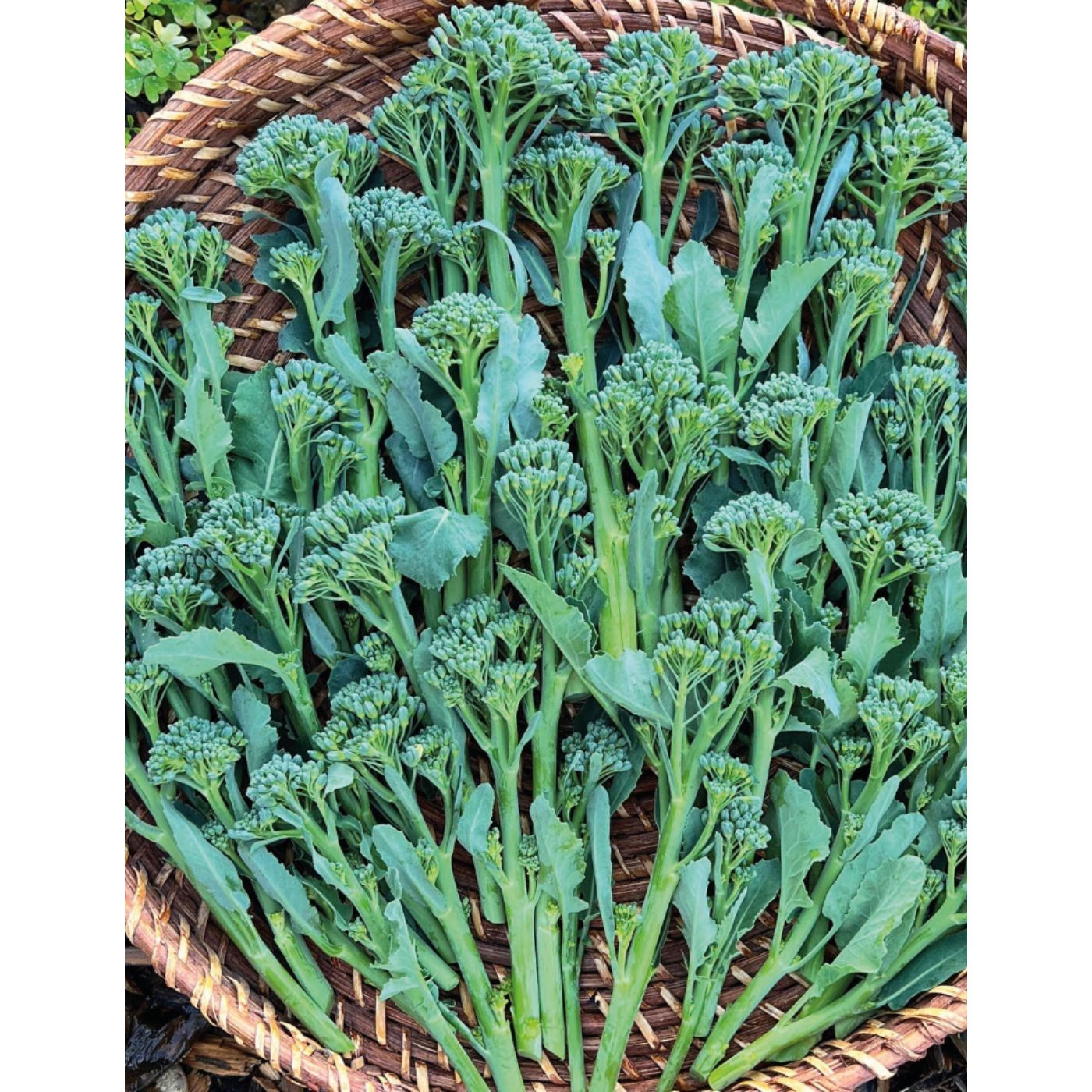DT Brown Broccoli Green Sprouting Seeds