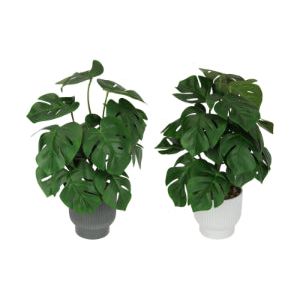 32Cm Monstera Plant In Pot