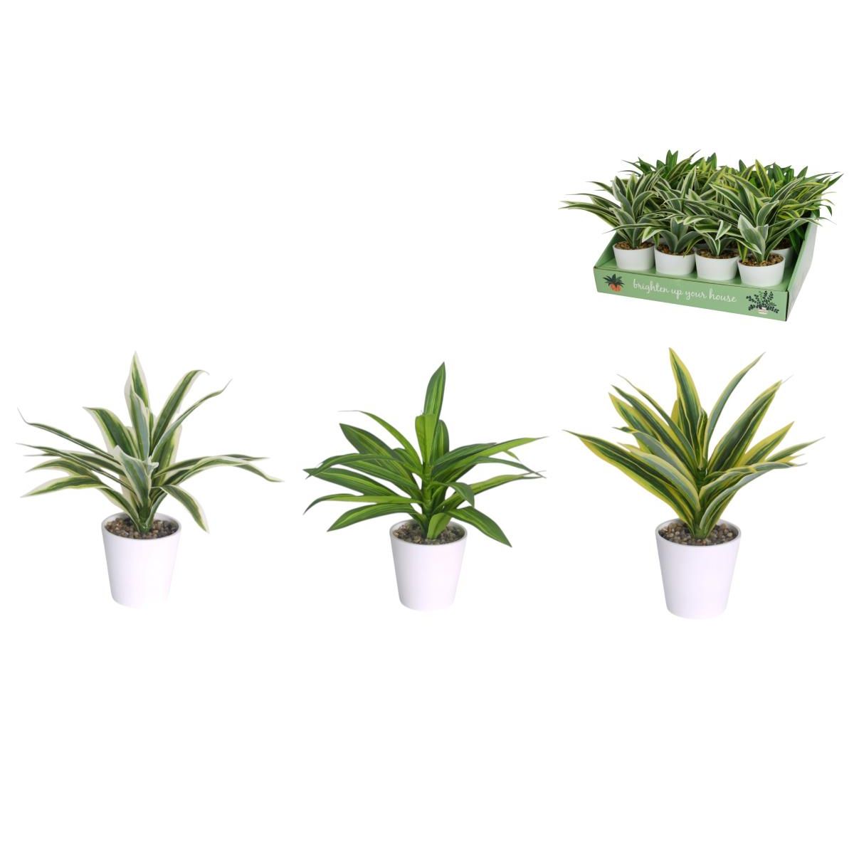 27cm Dracaena Plant in Pot 3 ass 9=Disp SKU PLADRACT - Dollars and Sense