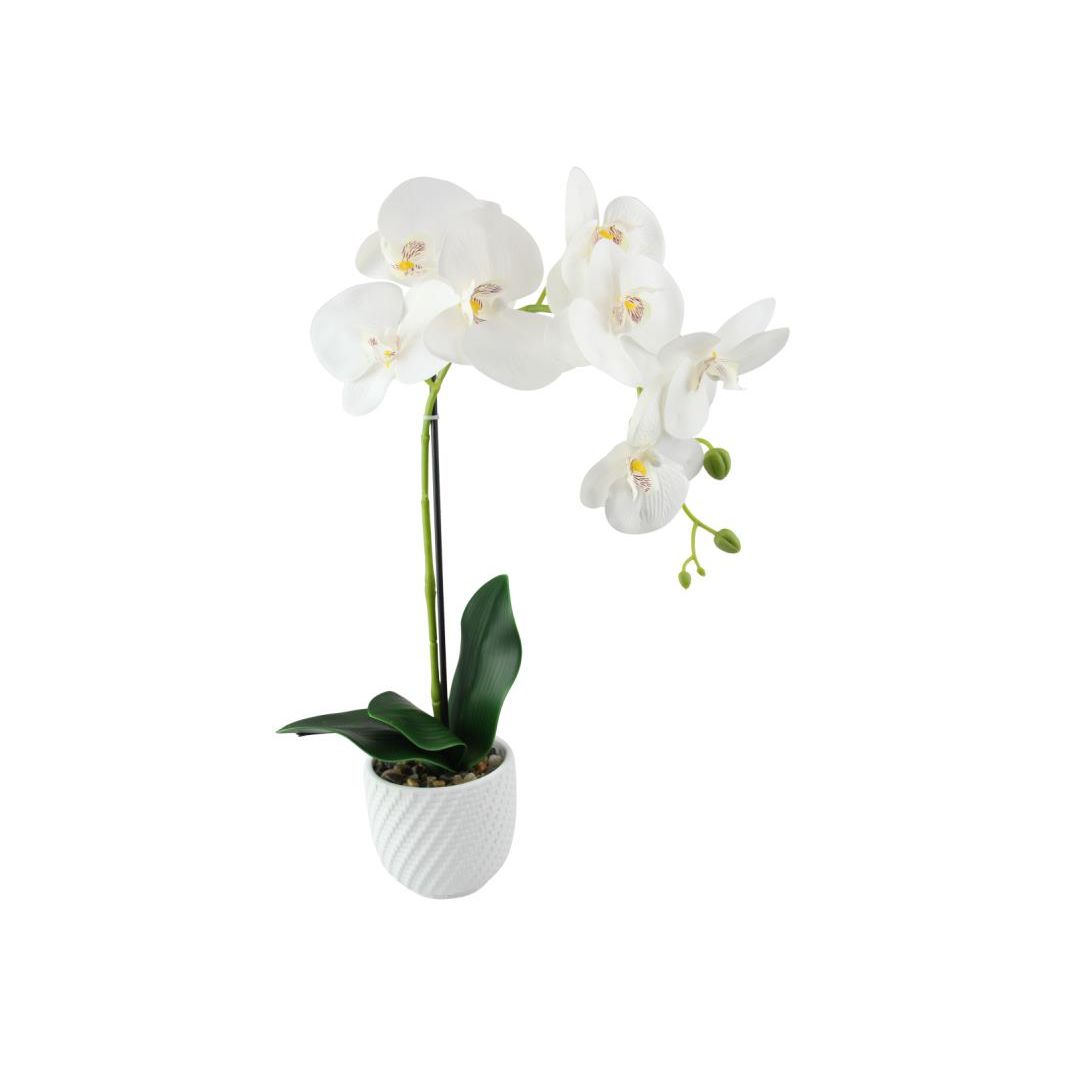 50cm White Orchid in White Pot SKU PLAORJL - Dollars and Sense
