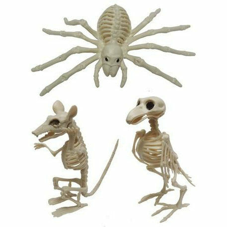 Halloween - Animal Skeleton - Dollars and Sense