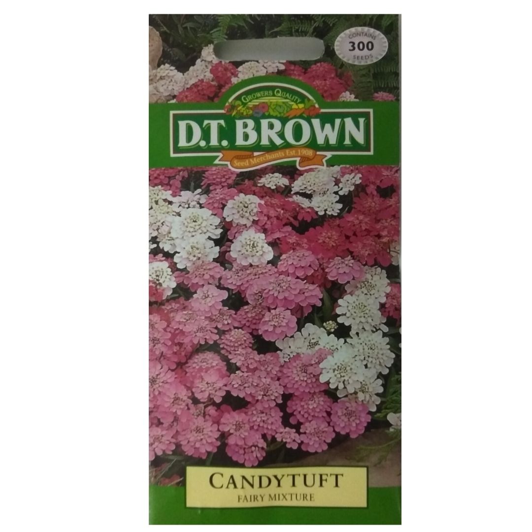 Buy DT Brown Candytuft Fairy Mixture Seeds | Dollars and Sense