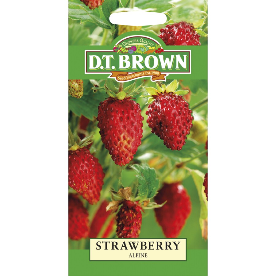 Buy DT Brown Strawberry Alpine Regina Seeds | Dollars and Sense