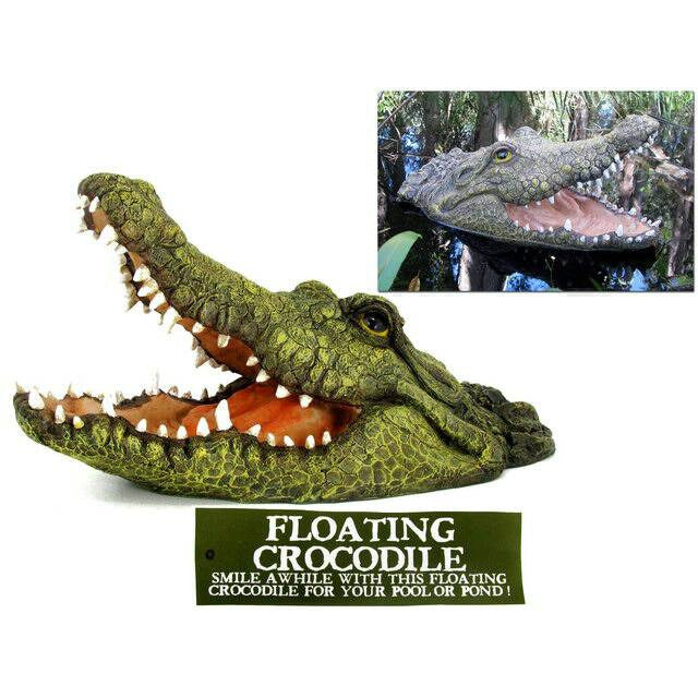 Floating Crocodile with Mouth Open - Dollars and Sense