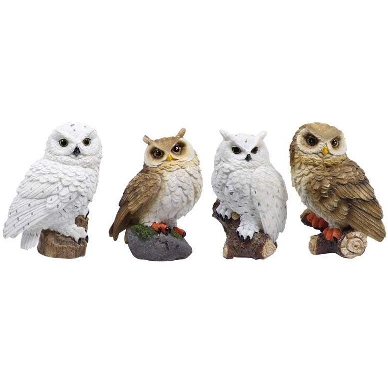 Realistic Owl - Dollars and Sense