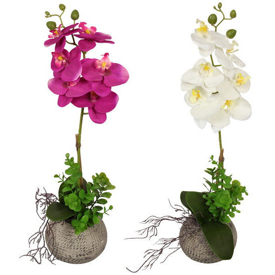 Orchid Plant in Moroccan Pot - Dollars and Sense