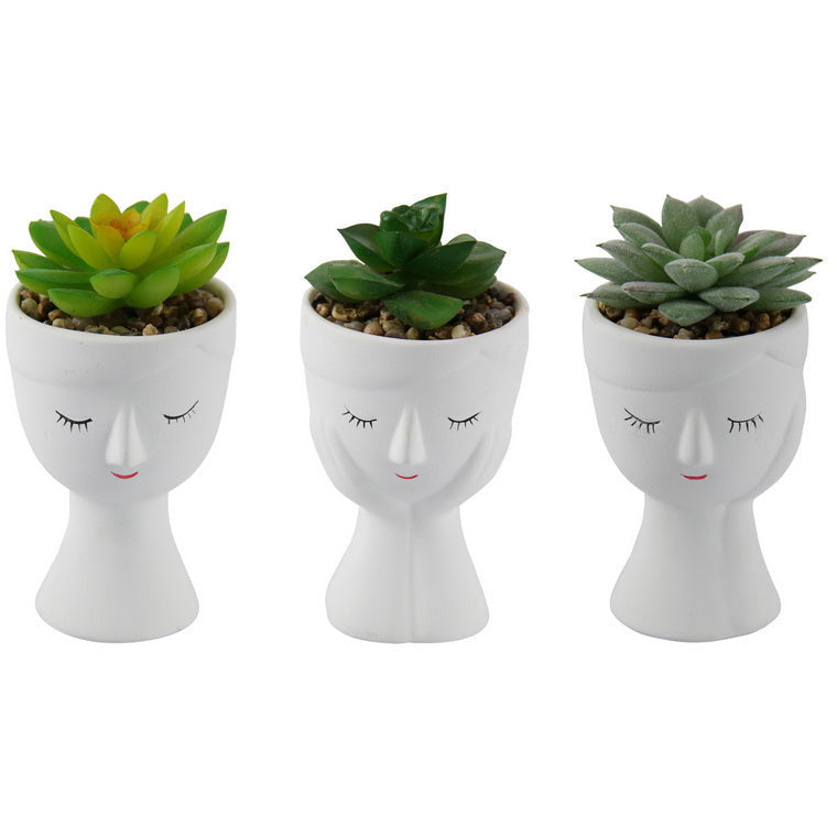 Succulent in Cute White Face Pot - Dollars and Sense