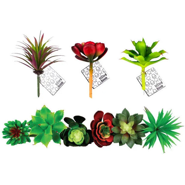 Medium Succulent Head - Dollars and Sense