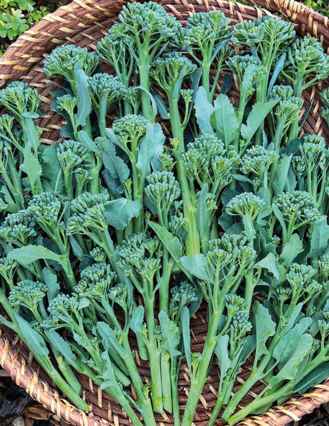 DT Brown Broccoli Green Sprouting Seeds