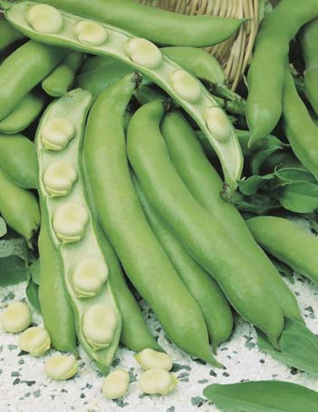 DT Brown Broad Bean Coles Early Seeds