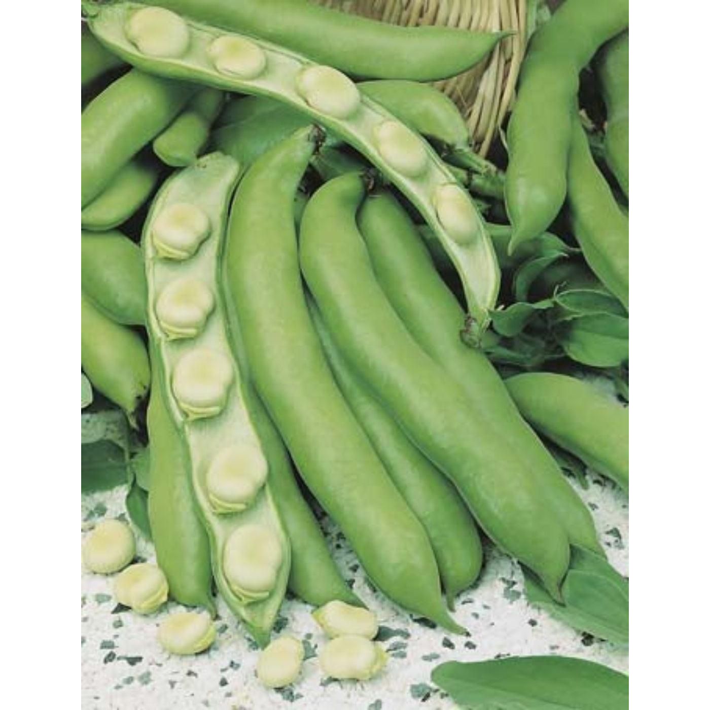 DT Brown Broad Bean Coles Early Seeds