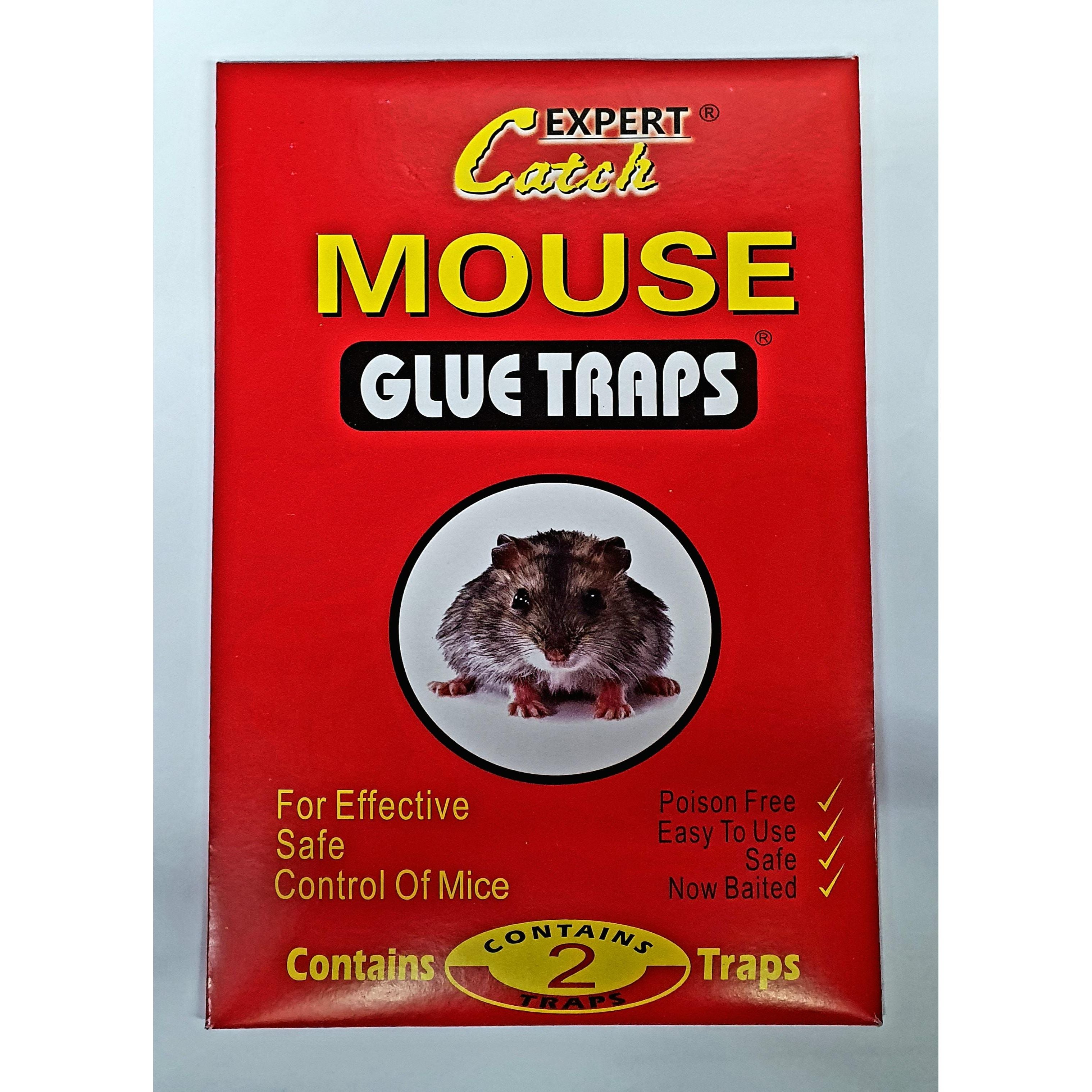 Mouse Traps - Glue - Dollars and Sense