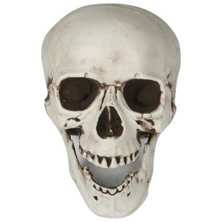 Skeleton Skull 24cm