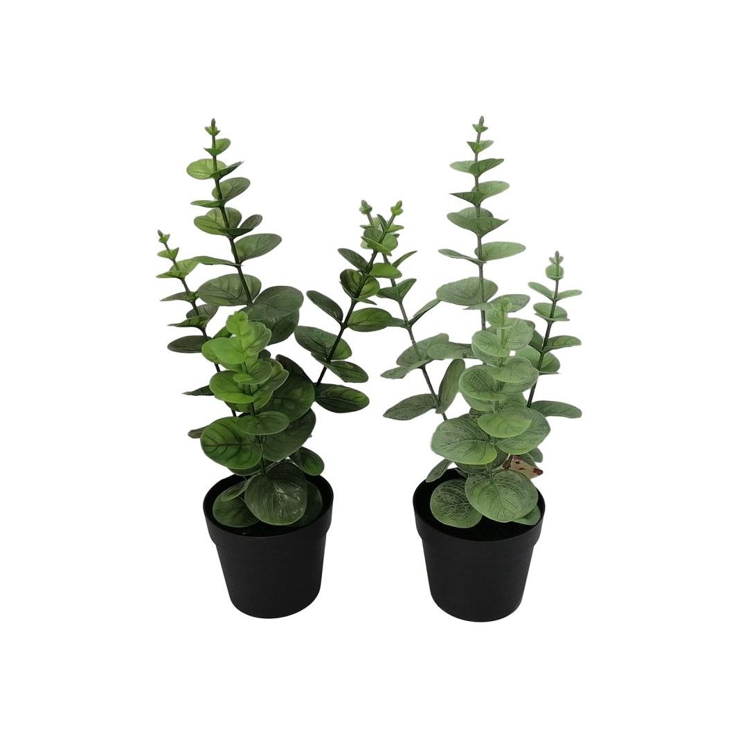 36cm Eucalyptus Plant in Pot 2 Asstd SKU POTEUC2B - Dollars and Sense