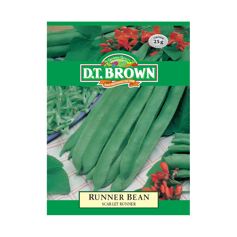 Buy DT Brown Runner Bean Purple King Seeds | Dollars and Sense