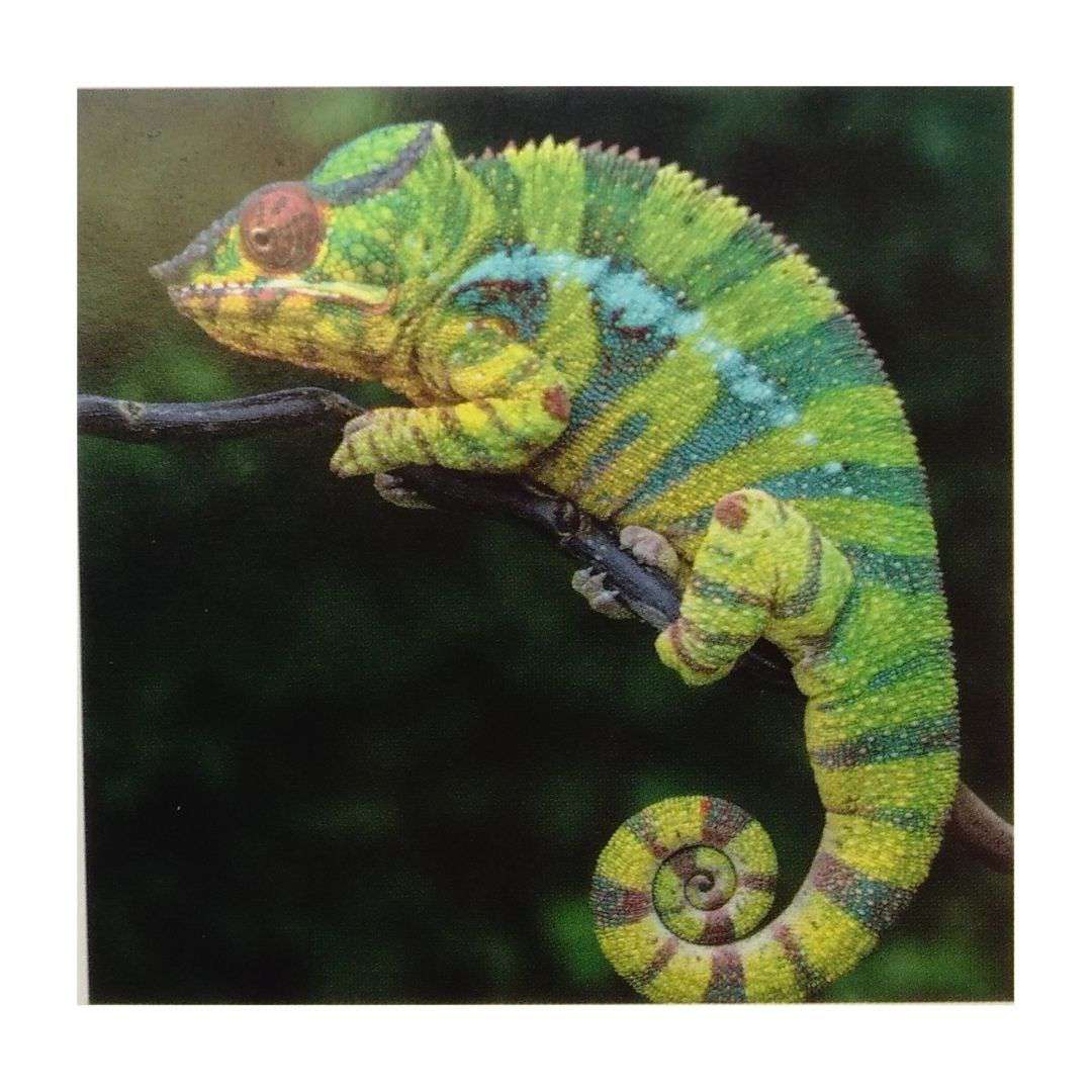 Diamond Art 30x40cm Chameleon