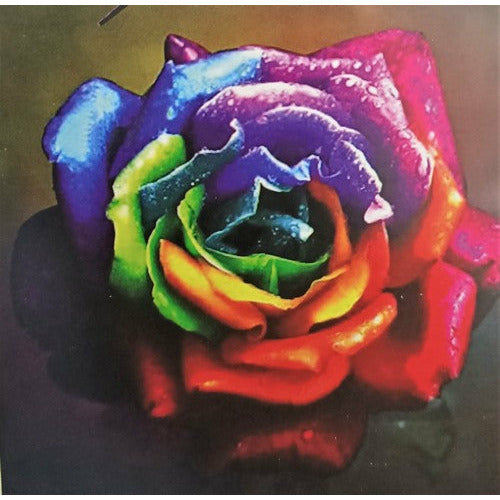 Cross Stitch Set Colourful Rose - Dollars and Sense