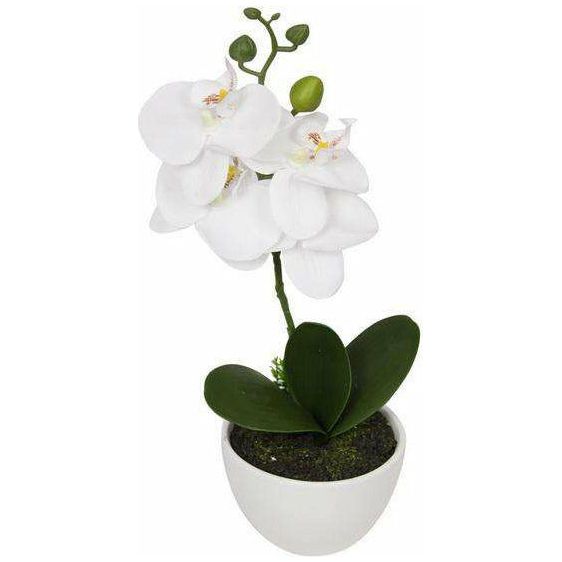 Orchid Plant In White Pot 33cm