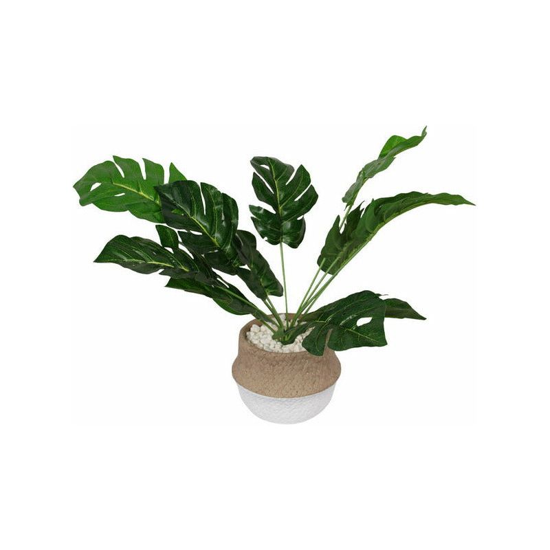 Fern in Concrete Basket Pot 42cm - Dollars and Sense