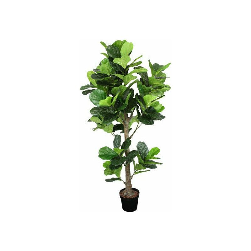 Fiddle Tree with Pot - 190cm - Dollars and Sense