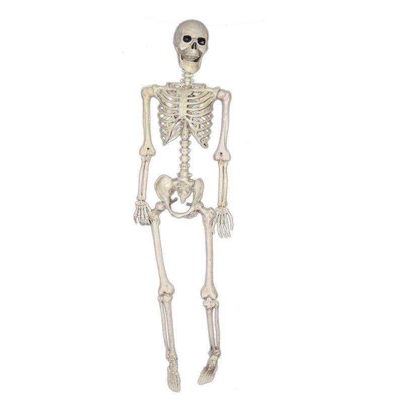 Halloween Skeleton 165 Cm life Like
